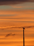 FZ008885 Raven on pole at sunrise.jpg